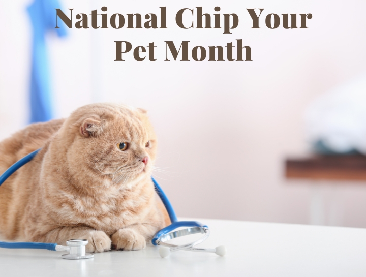 National Chip Your Pet Month: What You Need to Know About Microchipping.