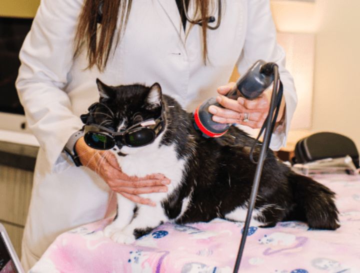 Laser Therapy for Pets