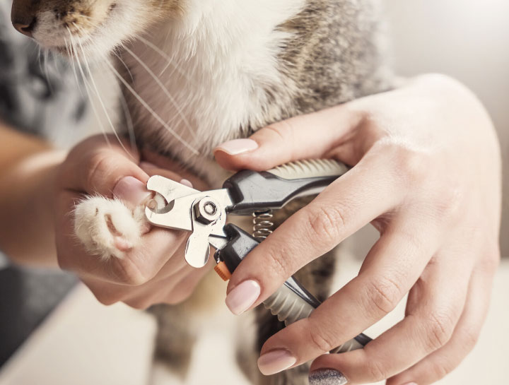 Cat deals nail grooming